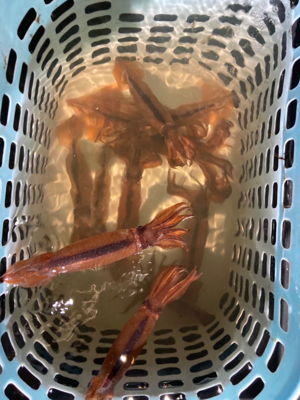 YOBOさんの釣果 1枚目の画像