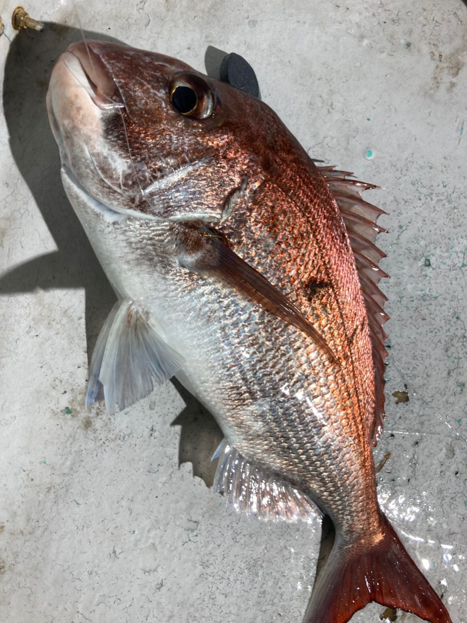 YOBOさんの釣果 2枚目の画像