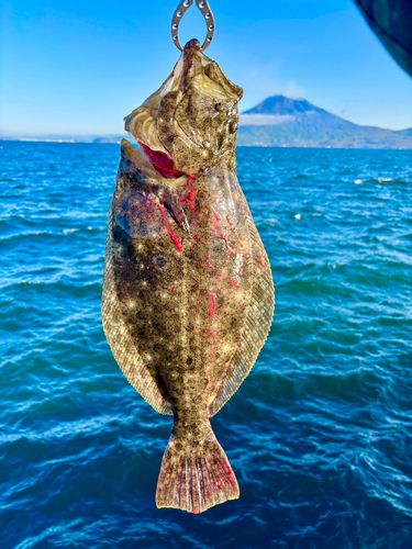 ヒラメの釣果