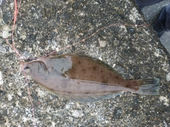 ソウハチの釣果