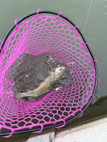 ニジマスの釣果