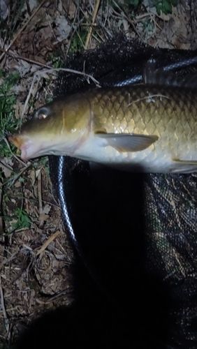 コイの釣果