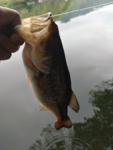 ラージマウスバスの釣果