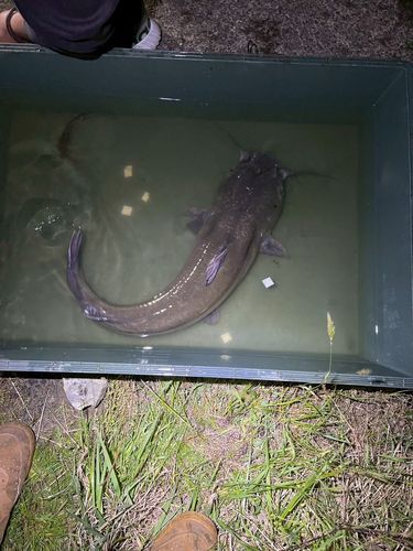 アメリカナマズの釣果