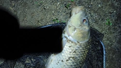 コイの釣果