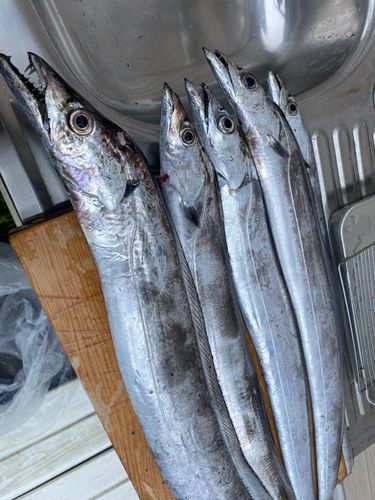 タチウオの釣果