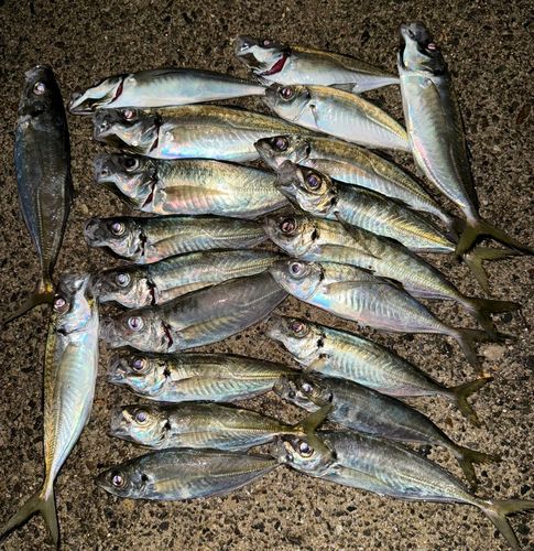 アジの釣果