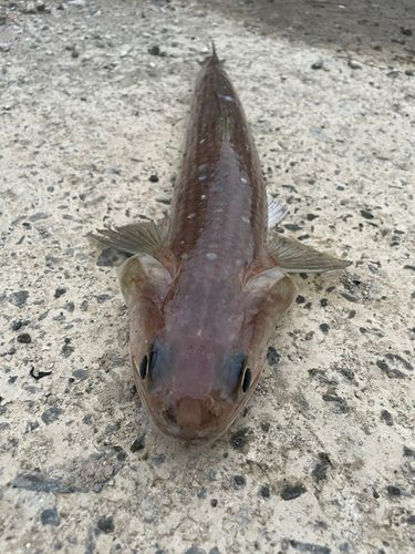 エソの釣果