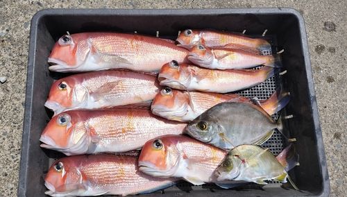 アマダイの釣果