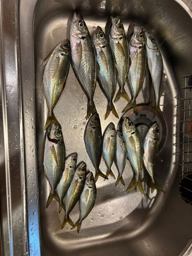 マアジの釣果