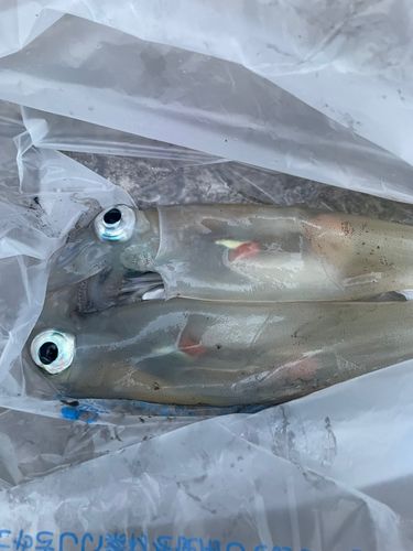 ヤリイカの釣果