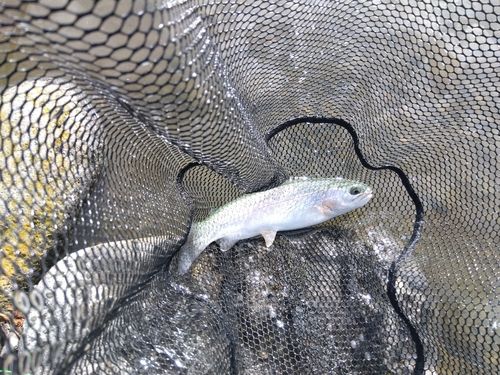 ニジマスの釣果