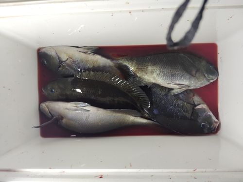 メジナの釣果