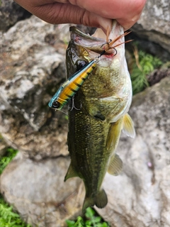ラージマウスバスの釣果