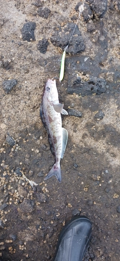 ホッケの釣果