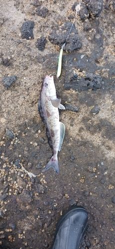 ホッケの釣果
