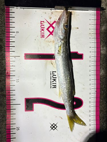 カマスの釣果
