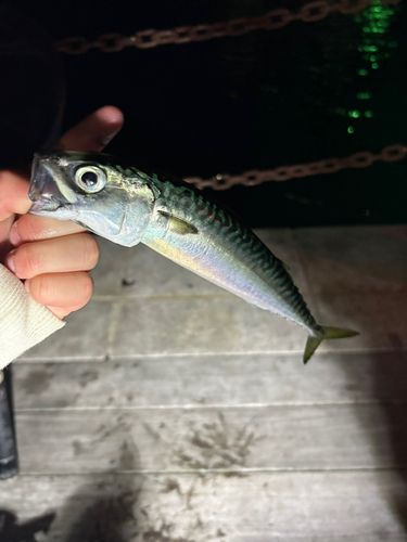 サバの釣果