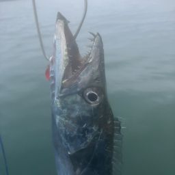 タチウオ