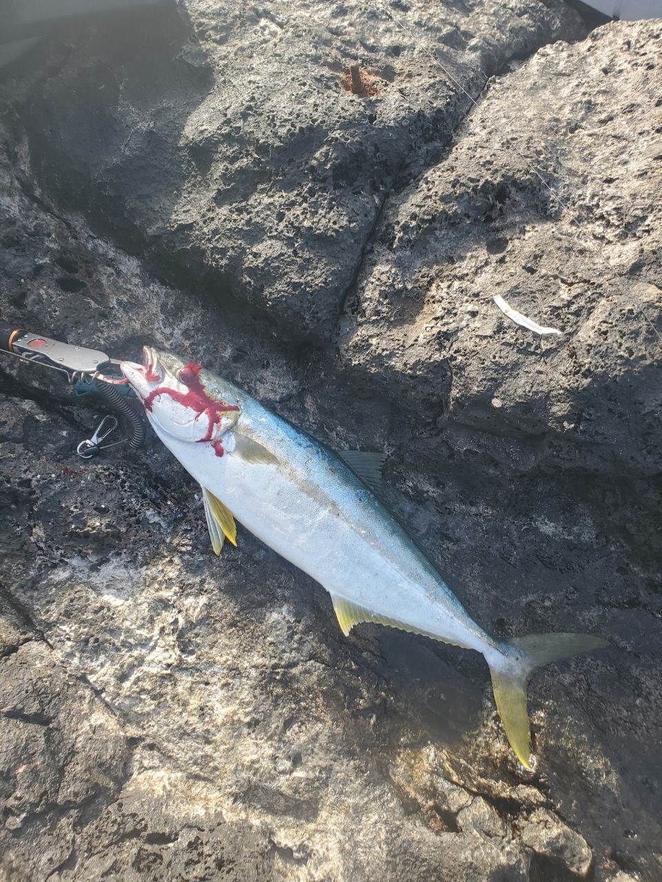 ヒラマサ