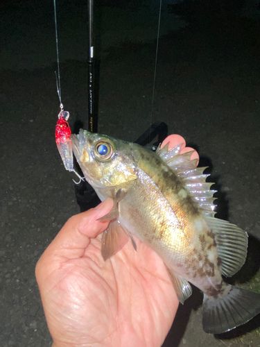 クロメバルの釣果