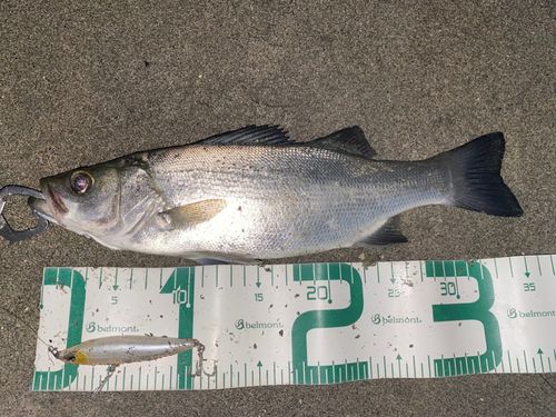 セイゴ（ヒラスズキ）の釣果