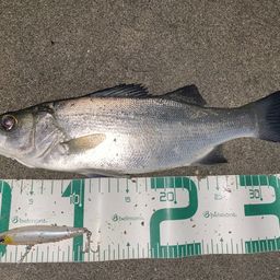 セイゴ（ヒラスズキ）