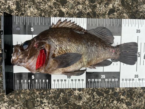 クロメバルの釣果