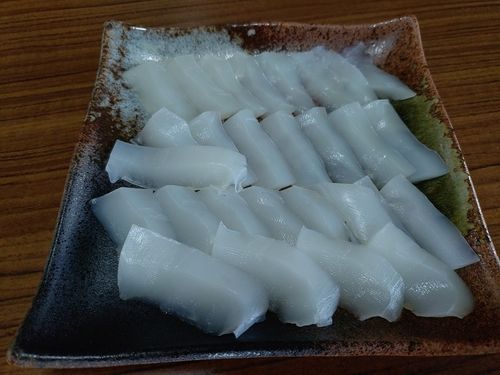 コウイカの釣果