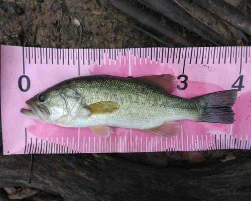 ブラックバスの釣果