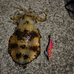 アオリイカ