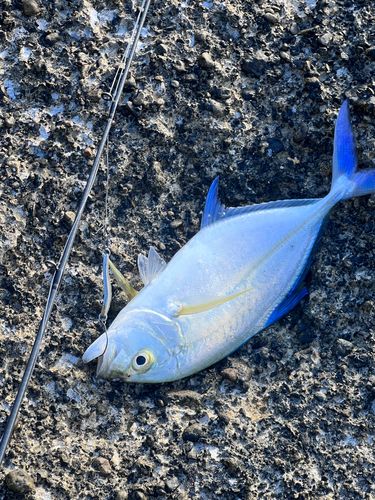 カスミアジの釣果