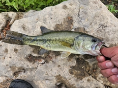 ラージマウスバスの釣果