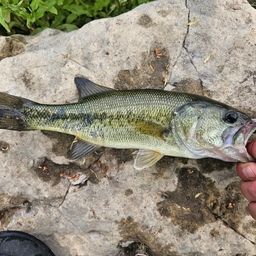 ラージマウスバス