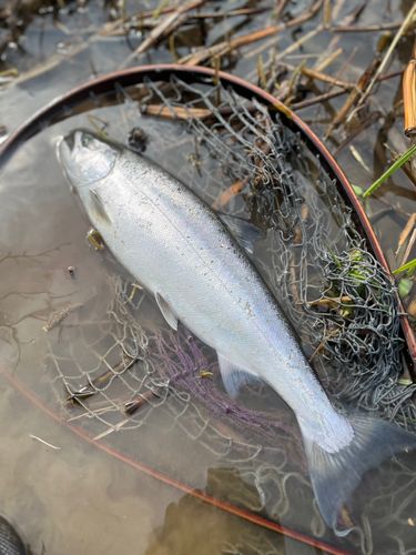 サクラマスの釣果