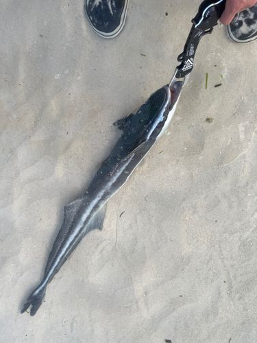コバンザメの釣果