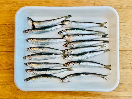 カタクチイワシの釣果