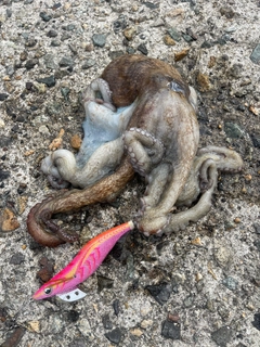 タコの釣果