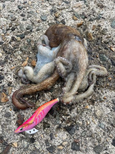 タコの釣果