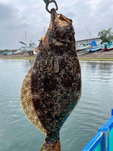 ヒラメの釣果