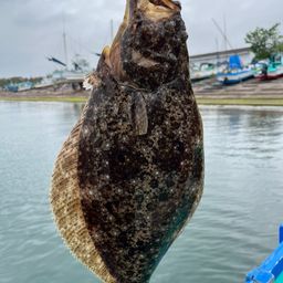 ヒラメ