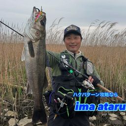 シーバス
