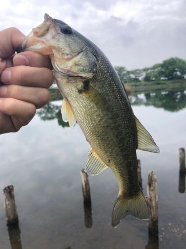 ラージマウスバスの釣果