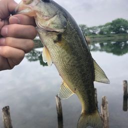 ラージマウスバス