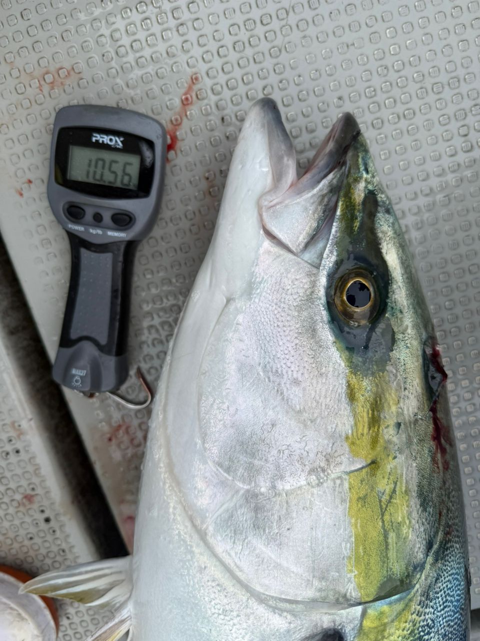 PURE GOLDさんの釣果 1枚目の画像