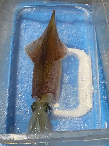 ヤリイカの釣果