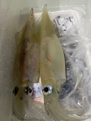 ヤリイカの釣果