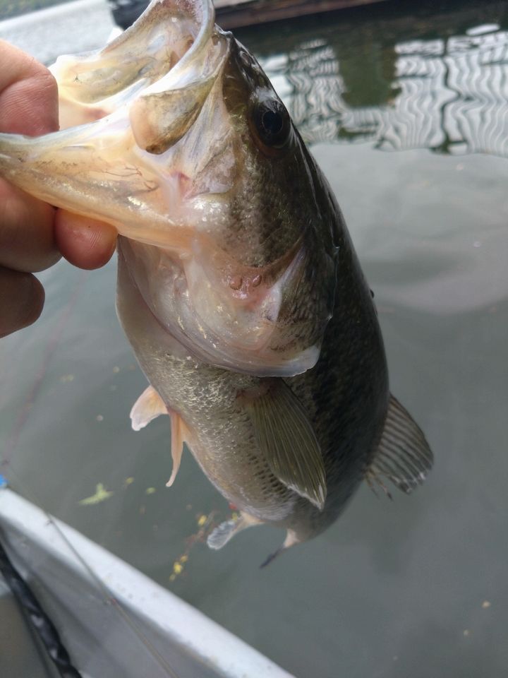 ラージマウスバス