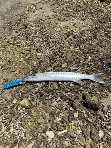 オニカマスの釣果