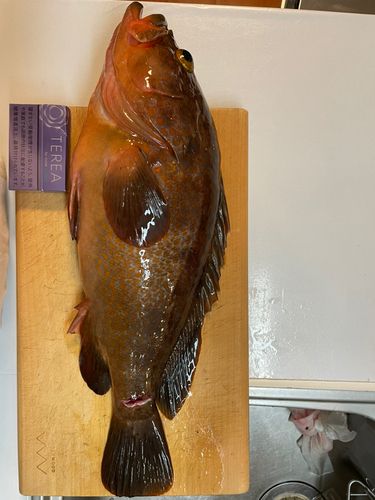 アコウの釣果
